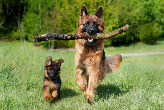 How Much Does It Cost to Cremate a Dog? Pricing & Services Explained